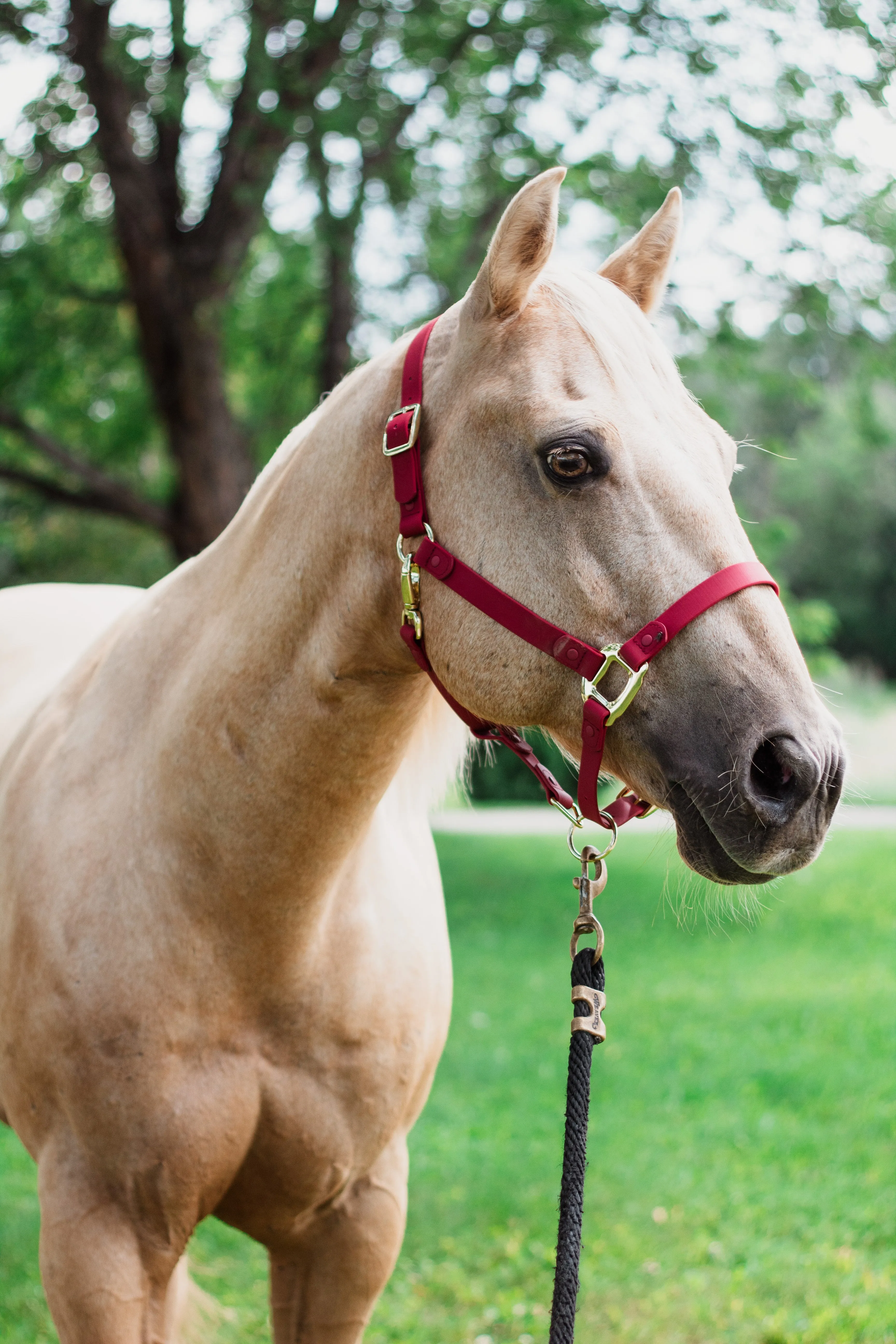 iCavalos Horse Halter Burgundy