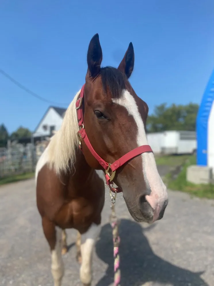 iCavalos Horse Halter Burgundy