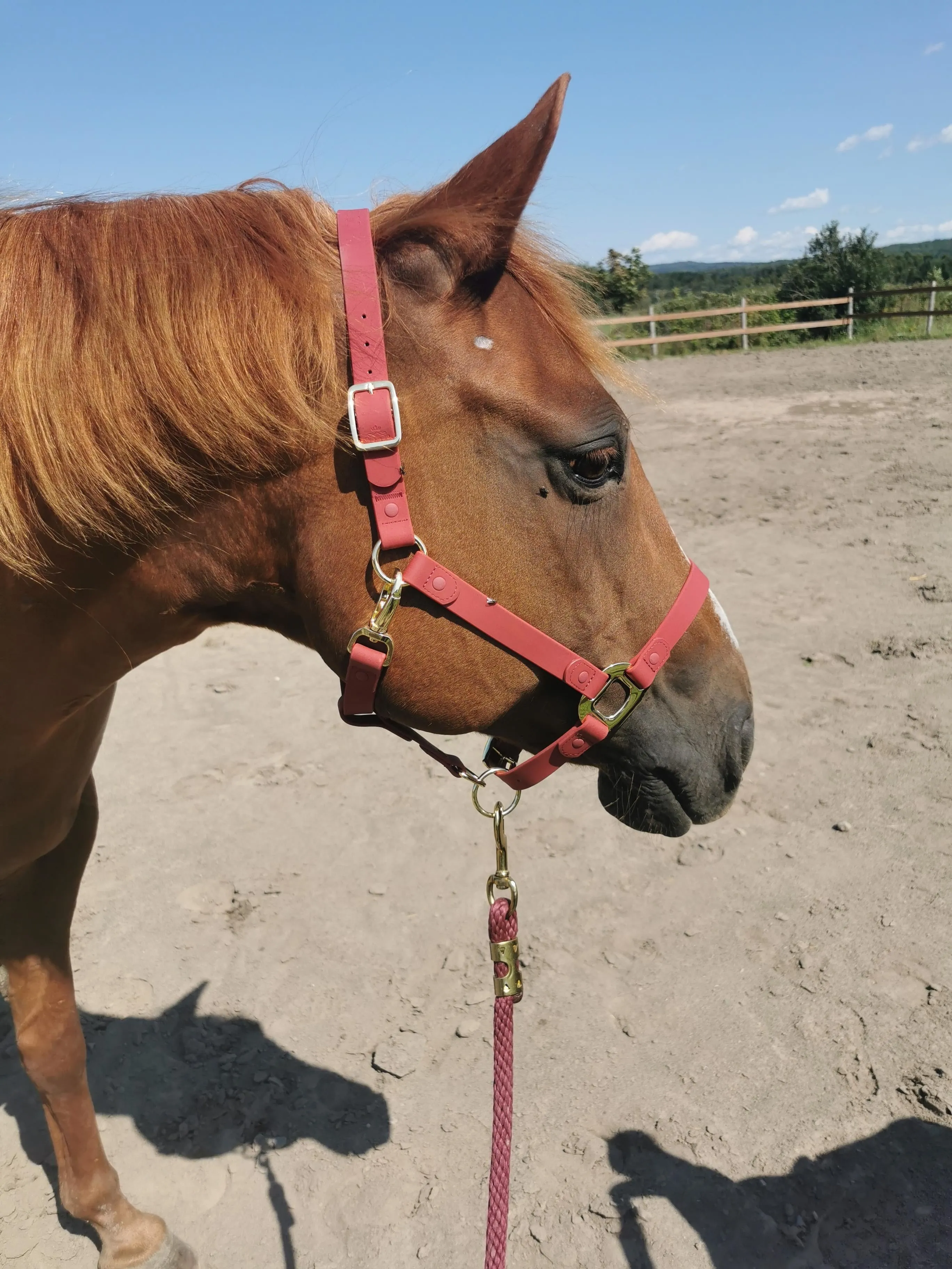 iCavalos Horse Halter Burgundy
