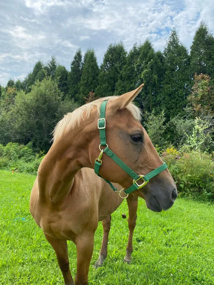 iCavalos Horse Halter Green
