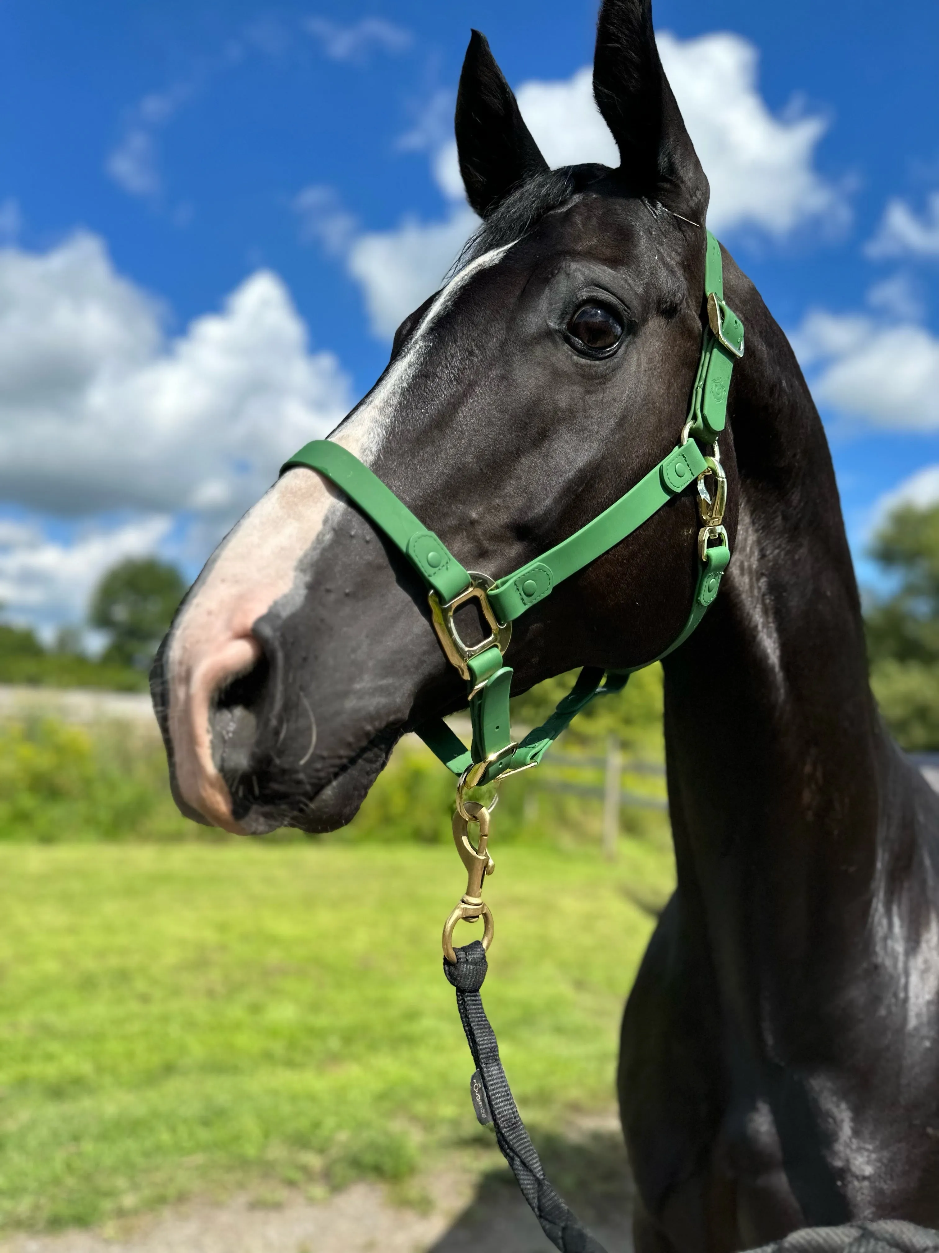 iCavalos Horse Halter Green
