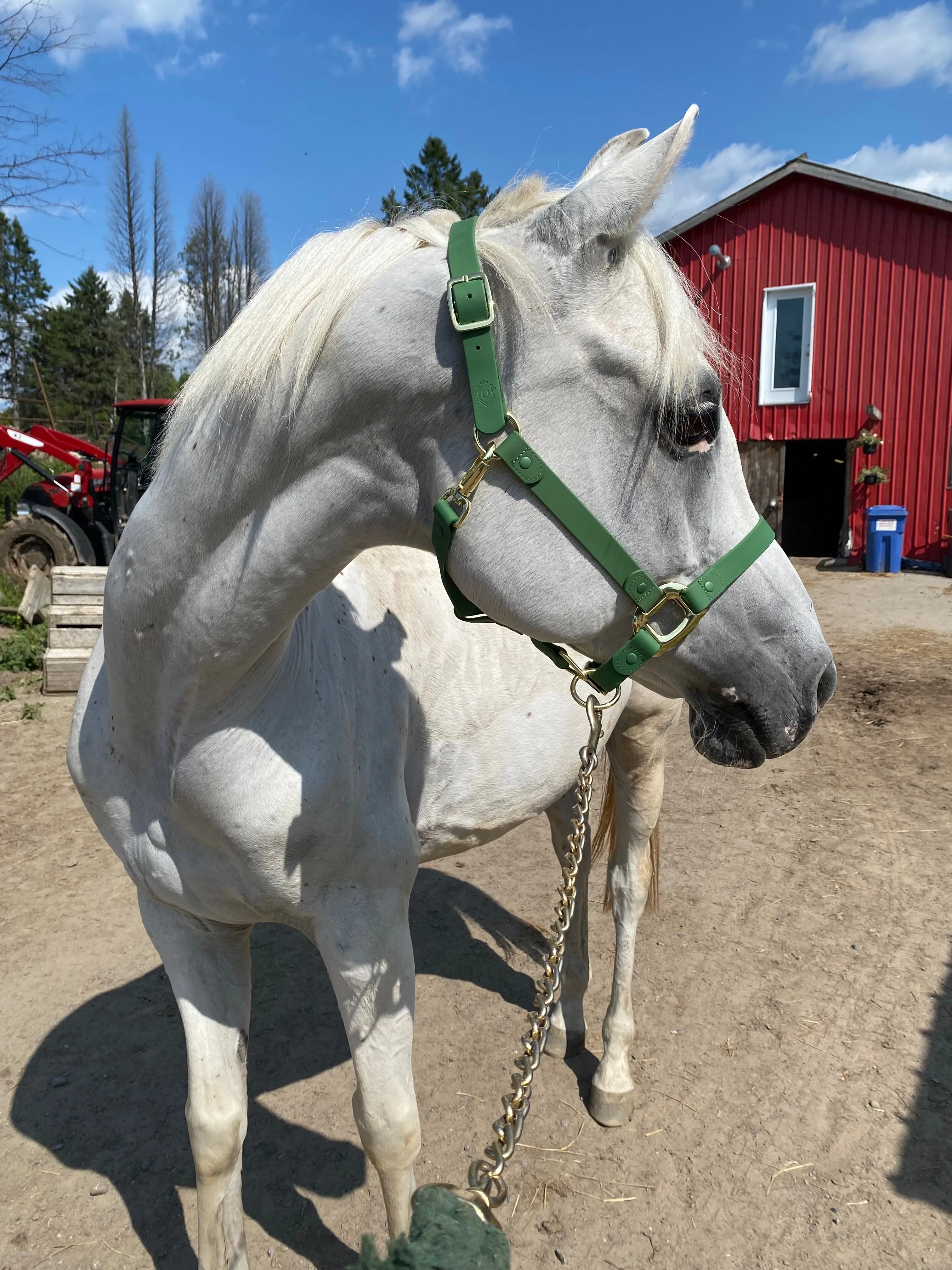 iCavalos Horse Halter Green
