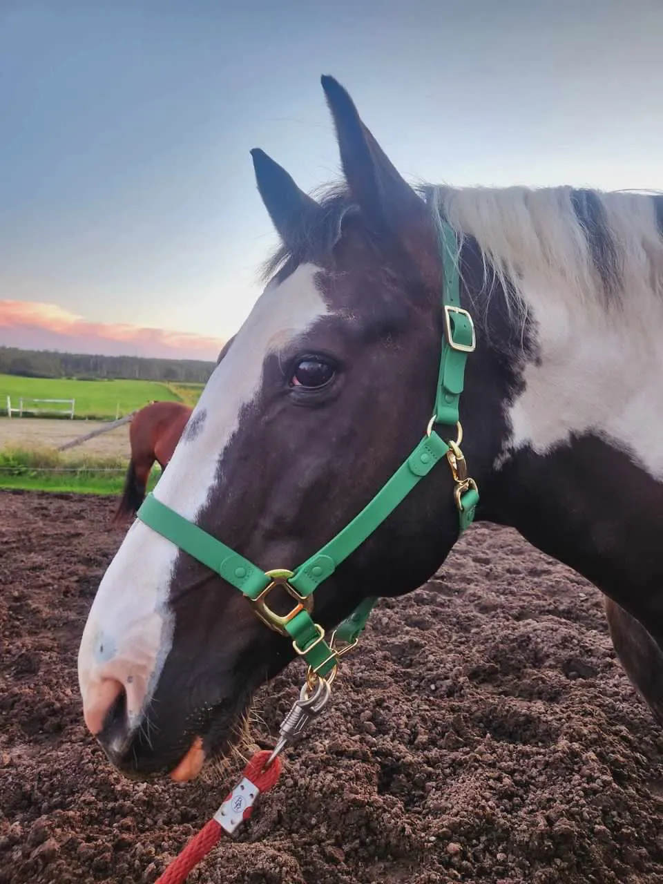 iCavalos Horse Halter Green